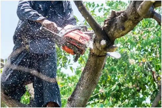 tree services Kingsland